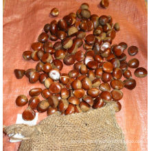 Cheastnut/Fresh chestnut/ Cheastnut wholesale